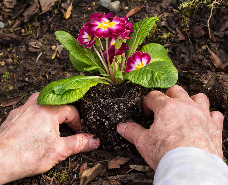 Landscape Gardening: Garden Planting